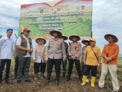 Tingkatkan Perekonomian Warga, Kapolres Musi Rawas Bersama Forkompinda Tanam Jagung Serentak Kuartal IV melalui Vidcom.