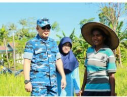 Dinas Pertanian Mimika dan Keluarga Besar Lanud Yohanis Kapiyau Melakukan Panen Padi