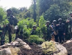 TNI Temukan Ladang Ganja di Pegunungan Bintang, 740 Batang Diamankan