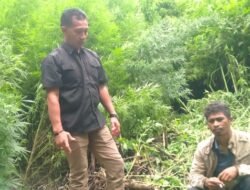 Deninteldam I/BB Temukan Ladang Ganja di Hutan Sibuatan, Karo