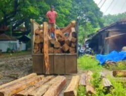 43 Batang Jati Ilegal Disita, Polisi Kejar Jaringan Kayu Bodong di Madiun