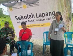 Dinas Pertanian Selenggarakan Pelatihan Pengelolaan Padi Gogo Bagi Petani di Nawaripi