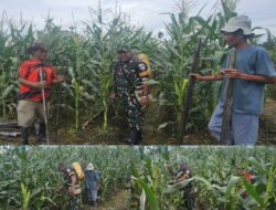 Babinter Lanud YKU, Bantu Perawatan Tanaman Jagung Manis, Guna Perkuat Hanpangan Daerah