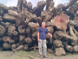 ​LembAHtari Desak Pemerintah Identifikasi Kayu Hanyut Pasca-Banjir Bandang Aceh Tamiang