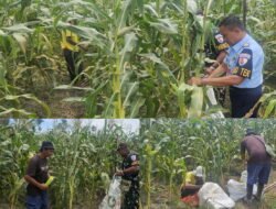 Kasibakti Lanud YKU, Pimpin Panen Jagung, Wujud Nyata Ketahanan Pangan