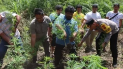 Polres Tanah Karo Ungkap Ladang Ganja di Desa Cinta Rakyat, 33 Batang Tanaman Disita