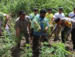 Polres Tanah Karo Ungkap Ladang Ganja di Desa Cinta Rakyat, 33 Batang Tanaman Disita