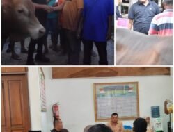Strategi Efisiensi Bupati Bireuen: Dana Bantuan Presiden untuk 45 Ekor Lembu Berhasil Dioptimalkan Menjadi 90 Ekor