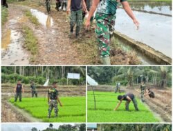 Menjaga Tunas Kehidupan: Satgas TMMD Ke-127 Turun Kesawah untuk Rawat Bibit Padi, di Wilayah Desa Jeumpa.