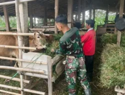 Kisah Hangat Satgas TMMD Memberi Pakan Demi Sapi Tetap Sehat