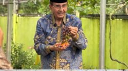 Disela Kesibukan Reses, Anggota DPD RI Ismeth Abdullah Tinjau Kebun Anggur di Desa Tembeling