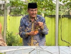 Disela Kesibukan Reses, Anggota DPD RI Ismeth Abdullah Tinjau Kebun Anggur di Desa Tembeling