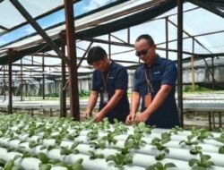 Sekolah Asrama Taruna Papua Terapkan Pembelajaran Sains Berbasis Edupreneur Hidroponik