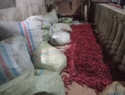 Harga Cabai Anjlok di Aceh Tamiang, Pedagang Mengeluh Rugi di Bulan Ramadan