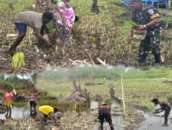 Babinterau Lanud YKU, Dorong Kemandirian Petani Lokal, Melalui Penanaman Padi Gogo