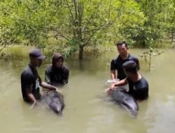 Warga Pusung Kapal Aceh Tamiang Evakuasi Sepasang Lumba-Lumba Tersesat