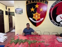 Miliki “Pabrik Mini” Miras CT dan Tanam 48 Batang Ganja, Oknum ASN Pemda Jayawijaya Ditangkap