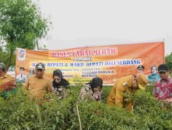 DPW A–PPI Sumut Menyoroti Harga Cabai Anjlok Menyentuh Rp.8.000. Ratusan Petani Deli Serdang Rugi.