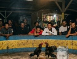 Aktivitas Sabung Ayam Disebut Masih Berjalan, Polisi Diminta Bertindak