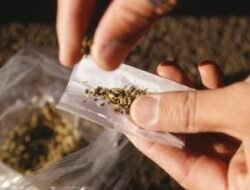 Satresnarkoba Polres Flores Timur Amankan Dua Terduga Pengedar Ganja di Pelabuhan Larantuka