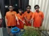 Empat Pria Diciduk Unit 1 Satnarkoba Polres Karo, 75 Batang Ganja Ditemukan di Perladangan Karo
