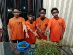 Empat Pria Diciduk Unit 1 Satnarkoba Polres Karo, 75 Batang Ganja Ditemukan di Perladangan Karo