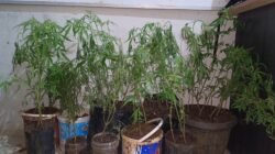Tanam Ganja di Dapur dan Simpan Sabu, Tersangka di Empat Lawang Ditangkap