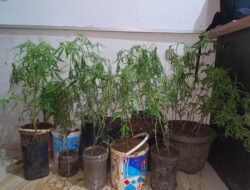 Tanam Ganja di Dapur dan Simpan Sabu, Tersangka di Empat Lawang Ditangkap