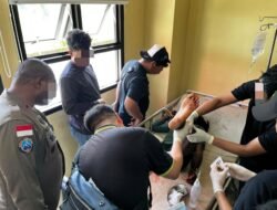 Terlibat Penembakan Ahmad Gunawan, Satu Anggota KKB Berhasil Ditangkap di SP2 Timika