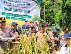 Bupati Bartim M.Yamin Menghadiri Panen Perdana Di Desa Ampari