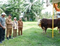 Bupati Armia Serahkan 2 Ekor Sapi Bantuan Presiden ke Masyarakat Sekumur dan Purwodadi