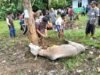 Wujud Nyata Kebersamaan dan Kepedulian Warga, 33 Sapi dan 49 Kambing Dikurbankan di Desa Tulus Ayu