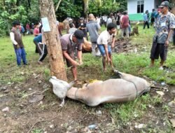 Wujud Nyata Kebersamaan dan Kepedulian Warga, 33 Sapi dan 49 Kambing Dikurbankan di Desa Tulus Ayu